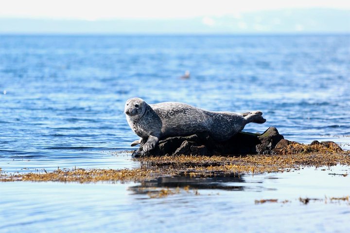 From Reykjavik: Snaefellsness Peninsula small group day tour