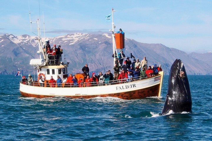 Traditional Whale Watching from Húsavík by Local Family Company