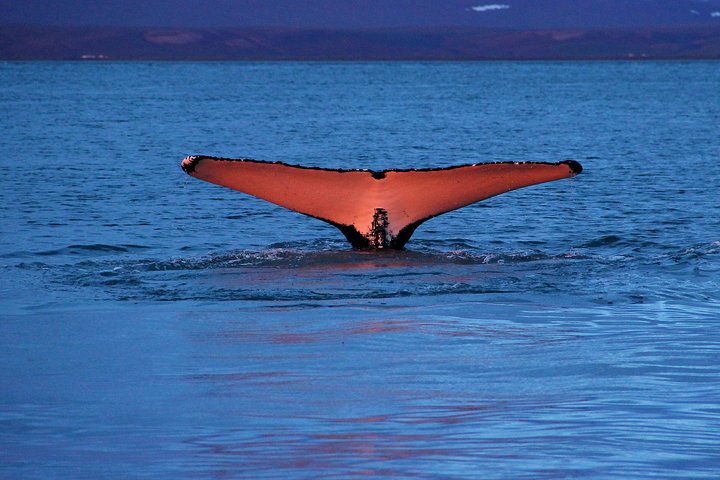 Traditional Whale Watching from Húsavík by Local Family Company