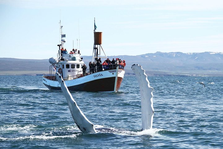 Traditional Whale Watching from Húsavík by Local Family Company