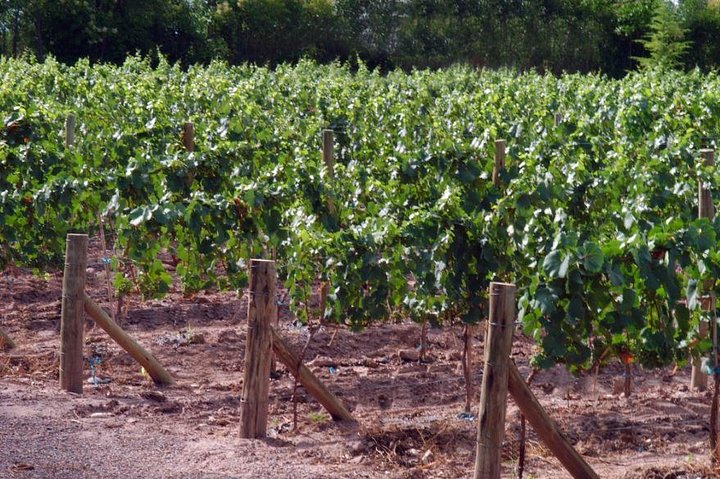 Malbec Experience in Bodega Tierras Altas