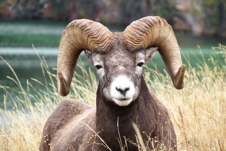 Discover Jasper and its Wildlife