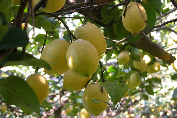 Sorrento Farm and Food Experience including Olive Oil, Limoncello, Wine tasting