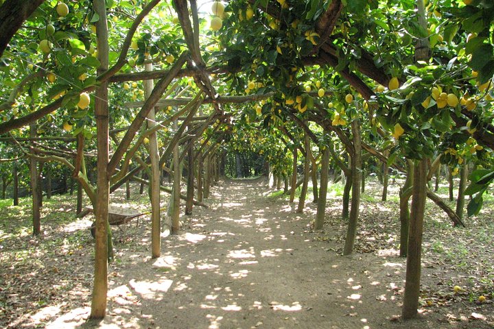 Sorrento Farm and Food Experience including Olive Oil, Limoncello, Wine tasting