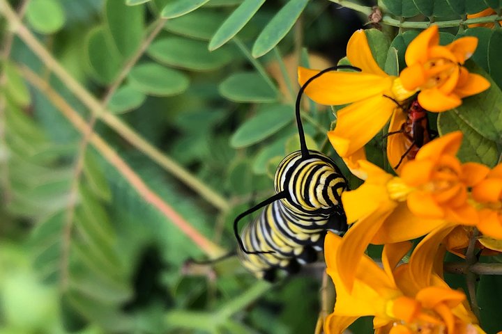 Admission to Andoke Butterfly Center in Cali with Release Ritual