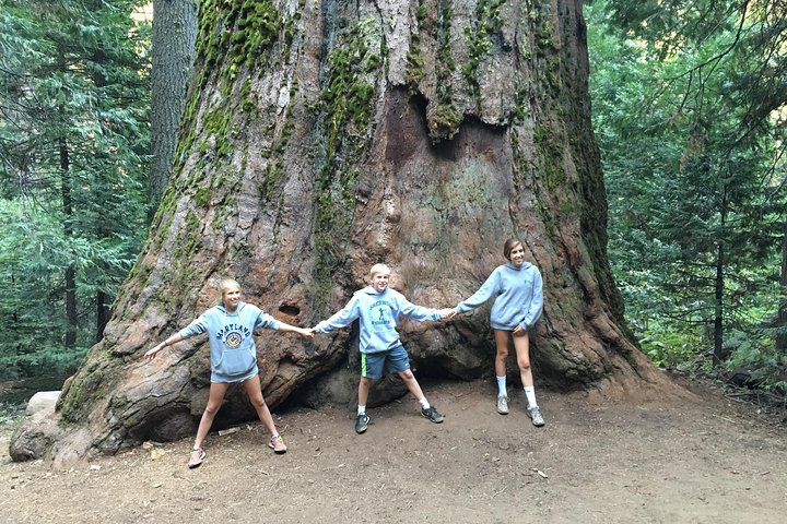 Off Road Giant Sequoia 4x4 Tour Yosemite National Park