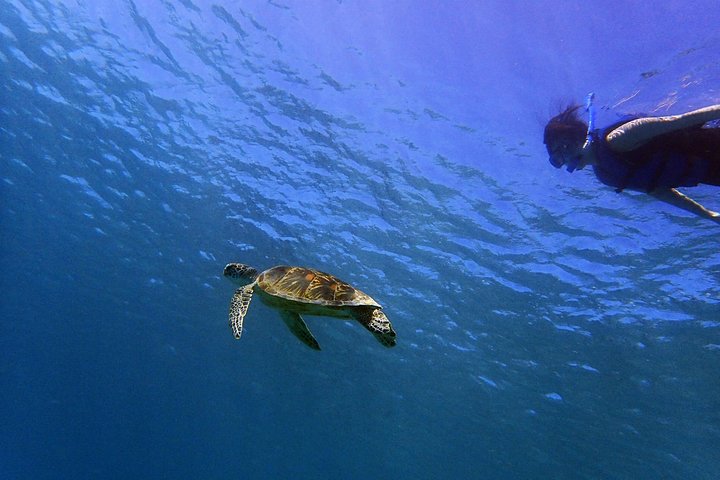 Guam's 5* Guided Snorkeling/Freediving Tour!