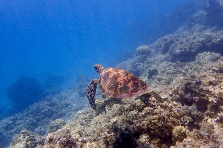 Guam's 5* Guided Snorkeling/Freediving Tour!