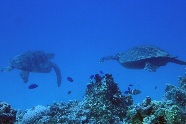 Guam's Best Shore Diving! Beginner and Advanced Dives