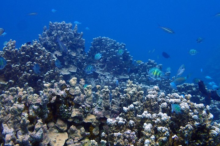 Guam's Best Shore Diving! Beginner and Advanced Dives