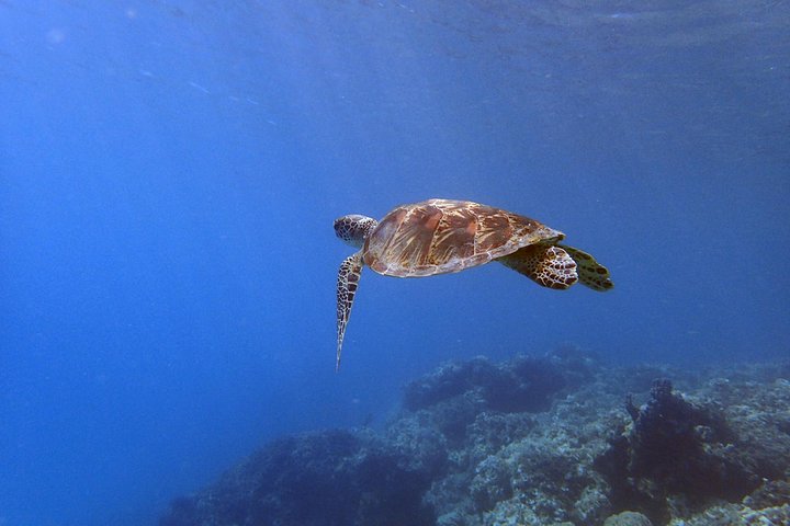 Experience Scuba Diving - No Certification Needed!