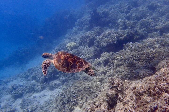 Guam's Best Shore Diving! Beginner and Advanced Dives