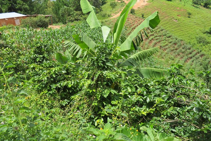 Coffee tour farm visit in Mzuzu, Malawi