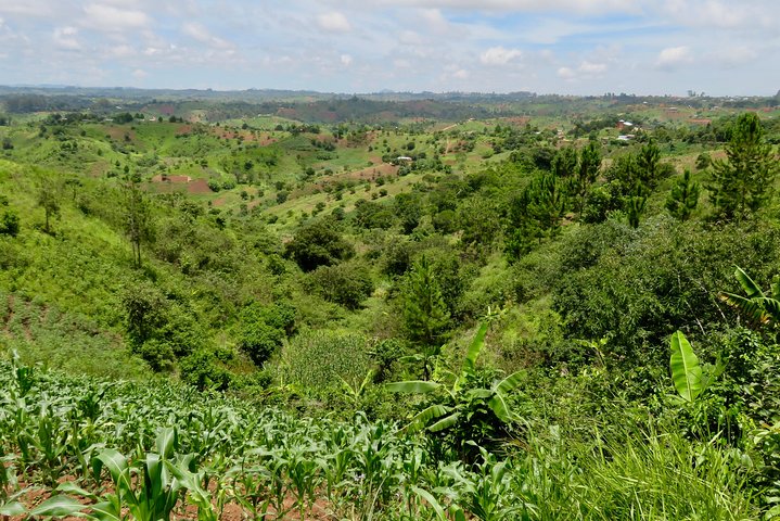 Coffee tour farm visit in Mzuzu, Malawi