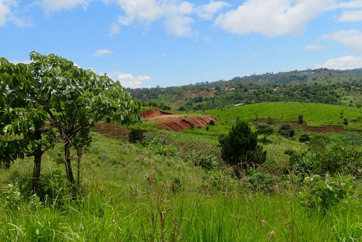 Coffee tour farm visit in Mzuzu, Malawi