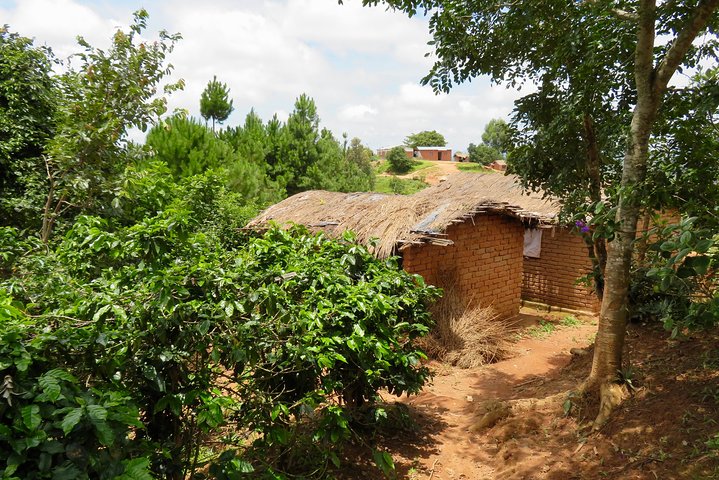 Coffee tour farm visit in Mzuzu, Malawi