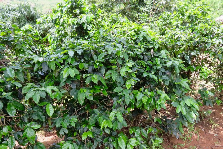 Coffee tour farm visit in Mzuzu, Malawi