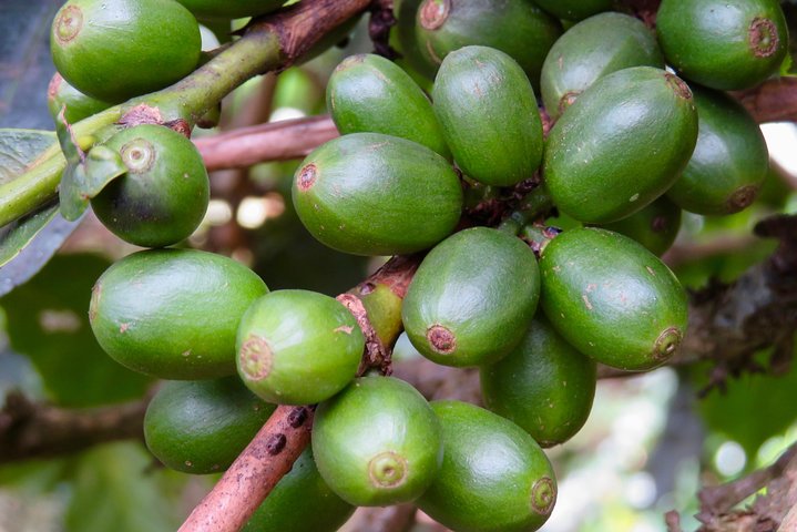 Coffee tour farm visit in Mzuzu, Malawi