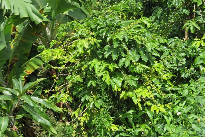Coffee tour farm visit in Mzuzu, Malawi
