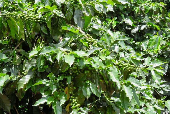 Coffee tour farm visit in Mzuzu, Malawi