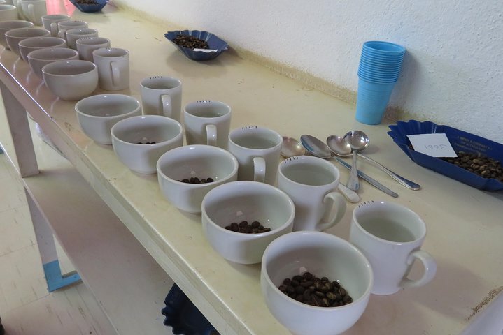 Coffee tour farm visit in Mzuzu, Malawi