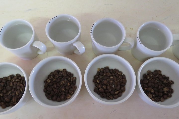 Coffee tour farm visit in Mzuzu, Malawi