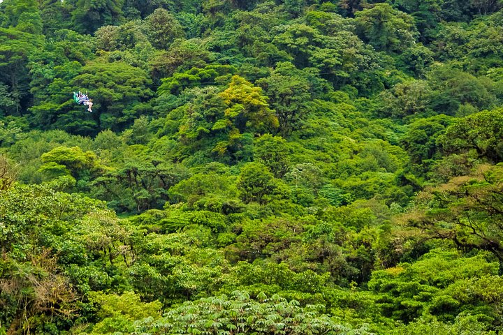 Rainforest Canopy Zipline & Hanging Bridges Tour From Monteverde