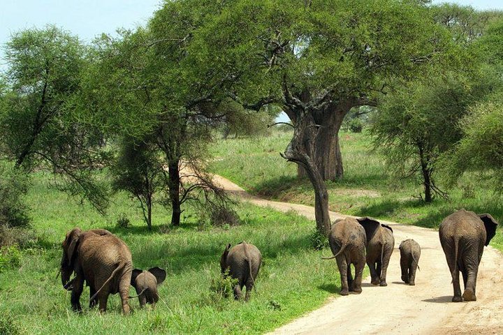 MANYARA & TARANGIRE - 4 Days