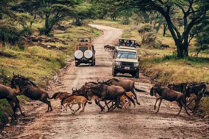MANYARA & TARANGIRE - 4 Days