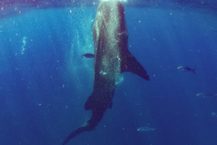Whale Sharks Small-Group Tour in Cancun and Riviera Maya