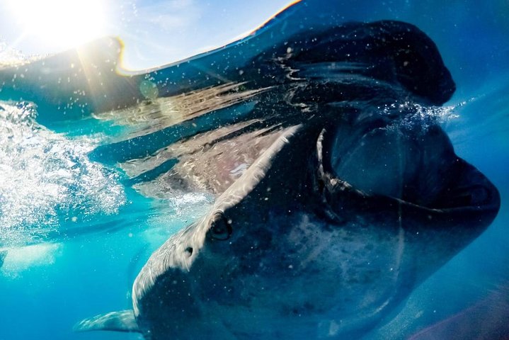 Whale Sharks Small-Group Tour in Cancun and Riviera Maya