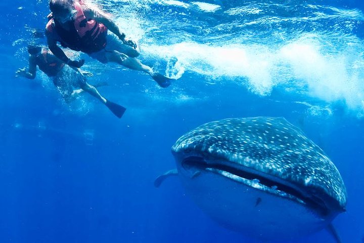 Whale Sharks Small-Group Tour in Cancun and Riviera Maya
