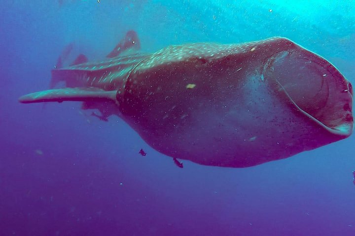 Whale Sharks Small-Group Tour in Cancun and Riviera Maya