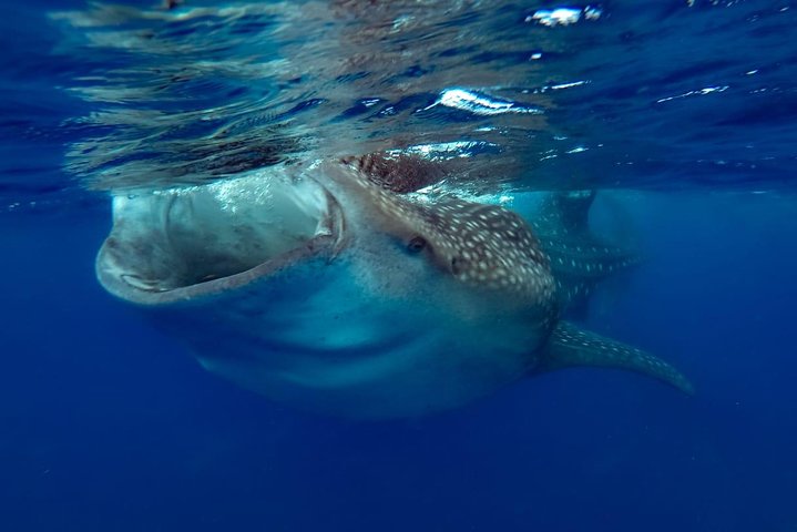 Whale Sharks Small-Group Tour in Cancun and Riviera Maya
