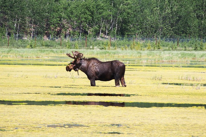 Arctic Day: Yukon Wildlife & Hot Springs Tour | half day