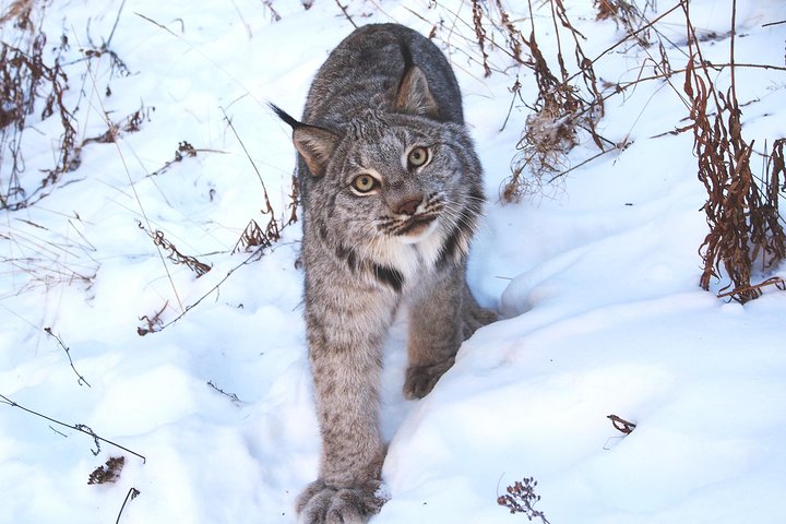 Arctic Day: Yukon Wildlife & Hot Springs Tour | half day