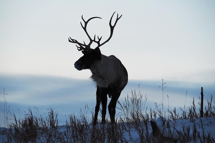 Arctic Day: Yukon Wildlife & Hot Springs Tour | half day