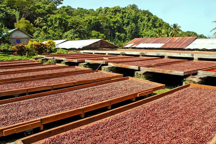 Chocolate Factory Belmont Estate, Annandale Falls & Grand Etang Lake Tour