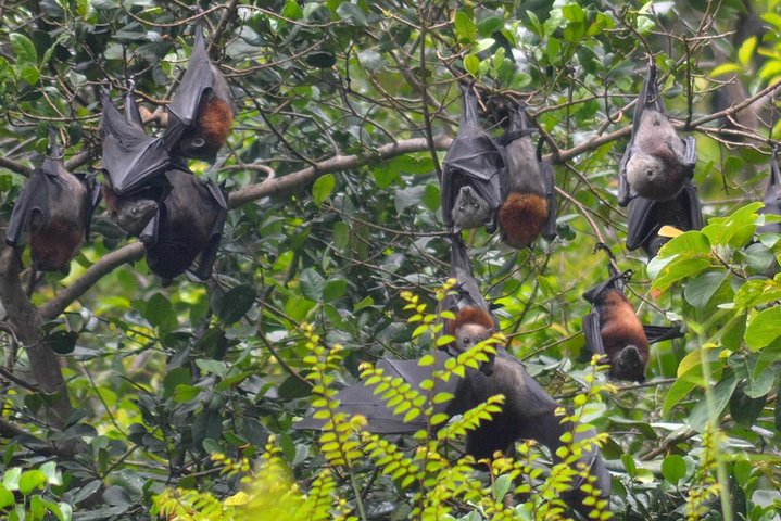 Langkawi UNESCO Kilim Geopark Mangrove & Bat Cave Tour