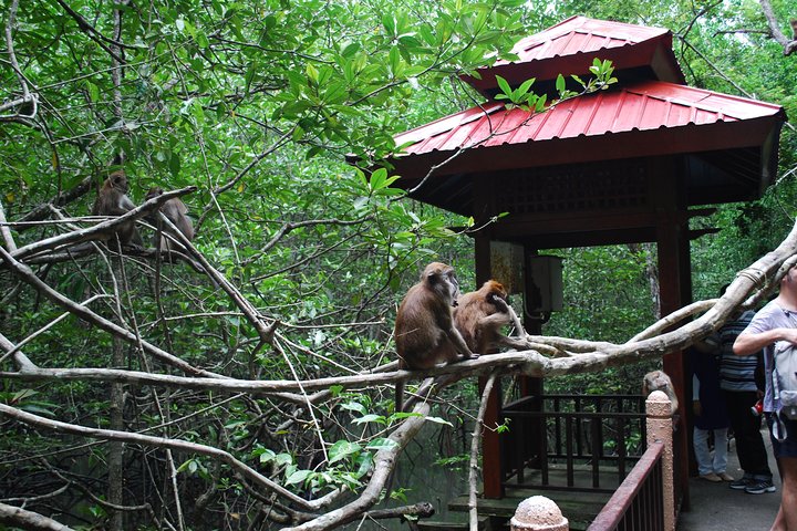 Langkawi UNESCO Kilim Geopark Mangrove & Bat Cave Tour