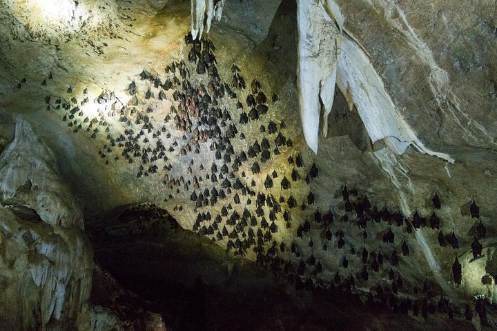 Langkawi UNESCO Kilim Geopark Mangrove & Bat Cave Tour