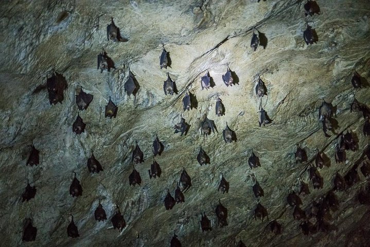 Langkawi UNESCO Kilim Geopark Mangrove & Bat Cave Tour
