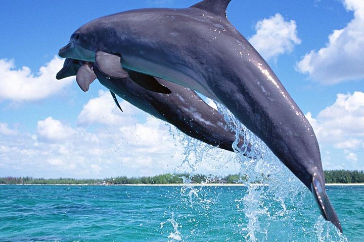 Kisite Marine Park Private Boat Snorkeling with breakfast & Lunch