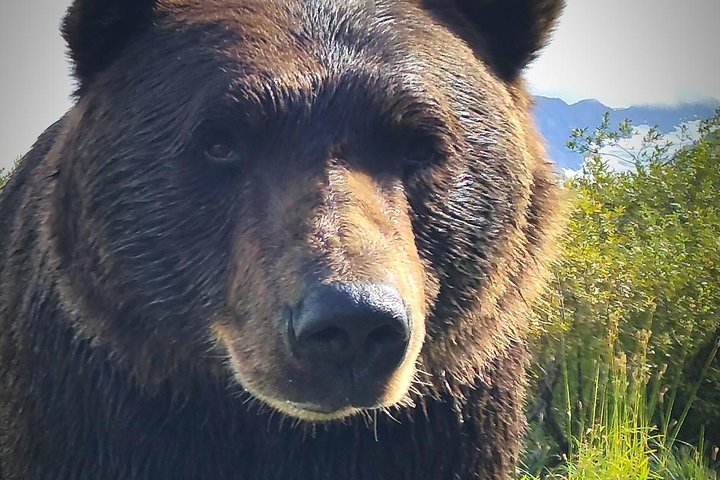 PRISTINE - Wilderness, Wildlife, Glacier Experience in Anchorage