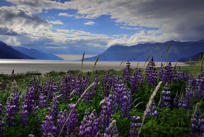 PRISTINE - Wilderness, Wildlife, Glacier Experience in Anchorage