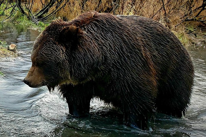 PRISTINE - Wilderness, Wildlife, Glacier Experience in Anchorage