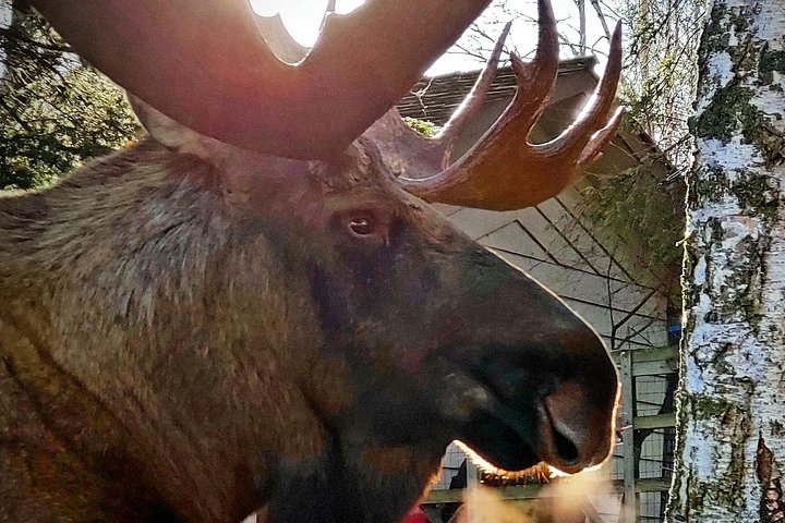 PRISTINE - Wilderness, Wildlife, Glacier Experience in Anchorage