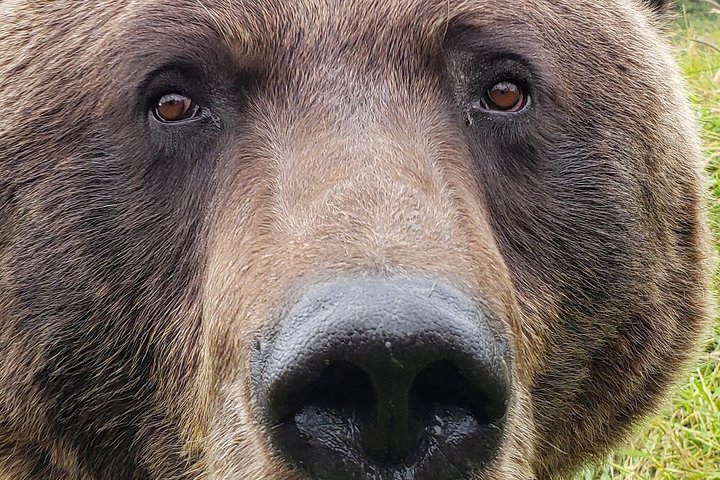 PRISTINE - Wilderness, Wildlife, Glacier Experience in Anchorage