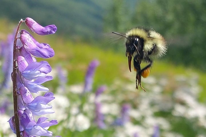 PRISTINE - Wilderness, Wildlife, Glacier Experience in Anchorage