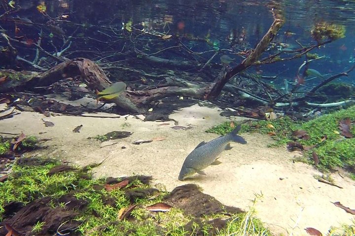 Skip the Line:Recanto Ecologico Rio da Prata Ticket including Trail & Snorkeling